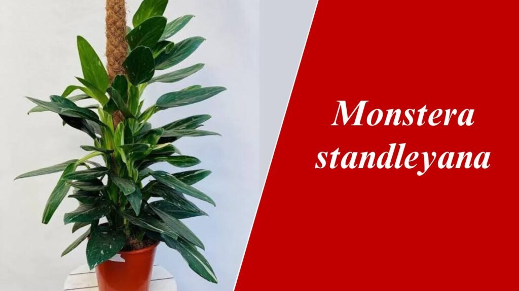 Monstera standleyana