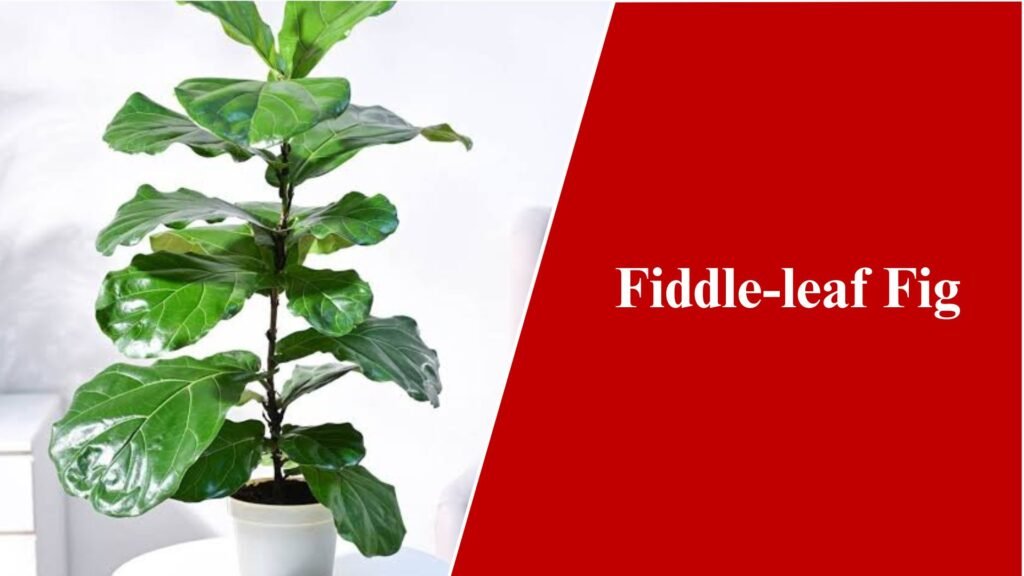 Fiddle-leaf Fig