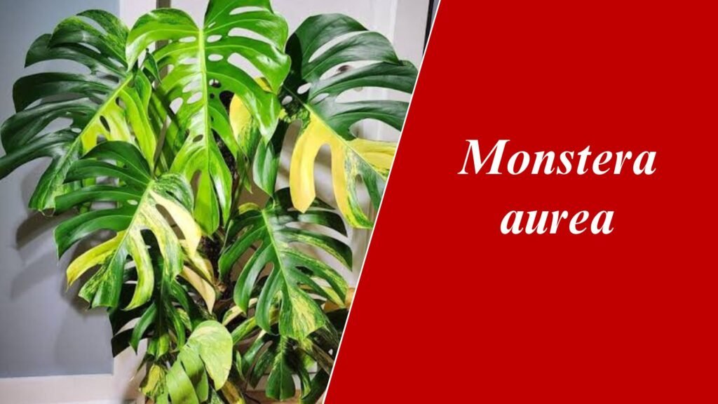 Monstera aurea