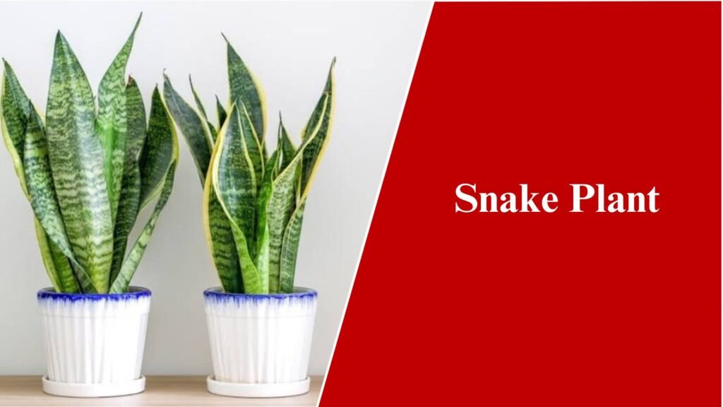 Snake Plant