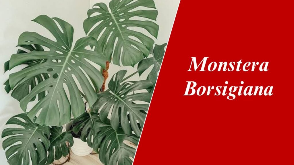 Monstera borsigiana