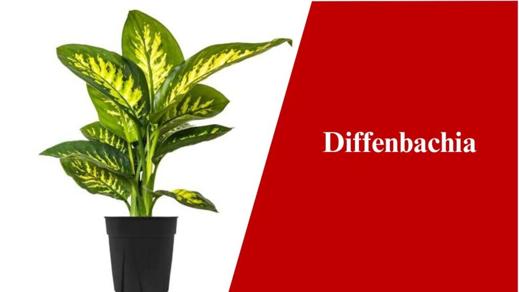 Dieffenbachia