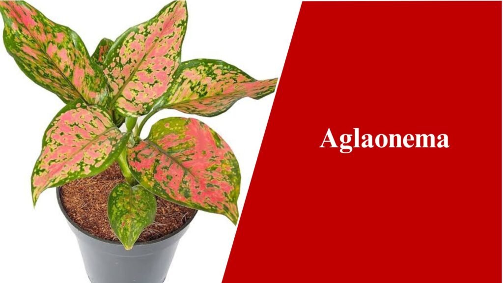 Aglaonema