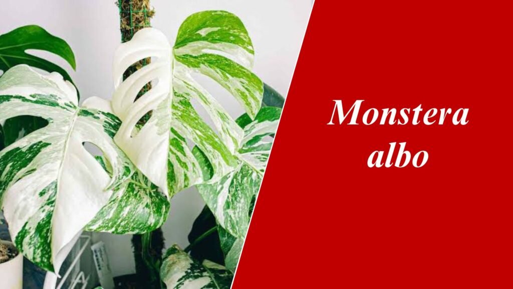 Monstera albo