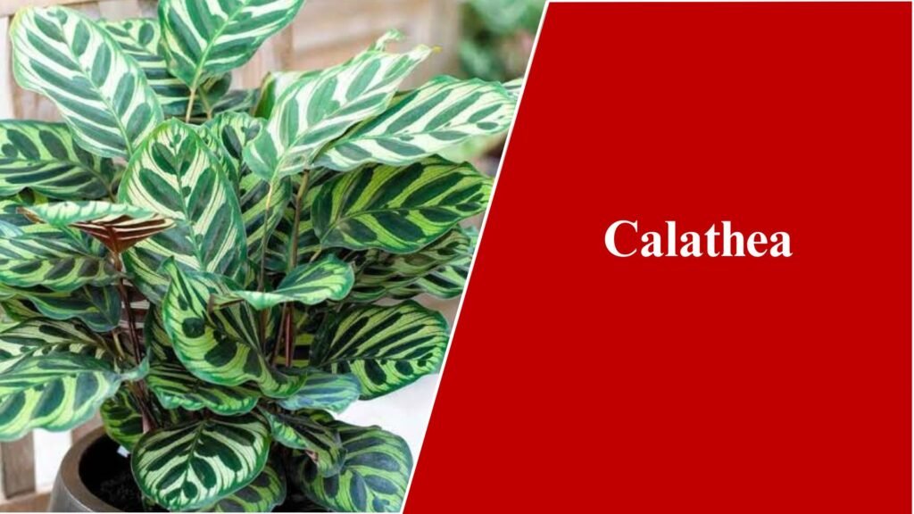 Calathea