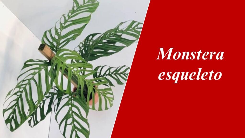 Monstera esqueleto