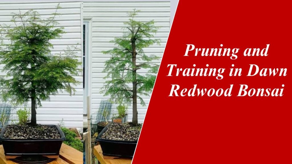 Pruning and Training in Dawn Redwood Bonsai