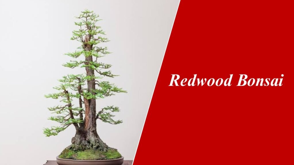 How to Care for Dawn Redwood Bonsai