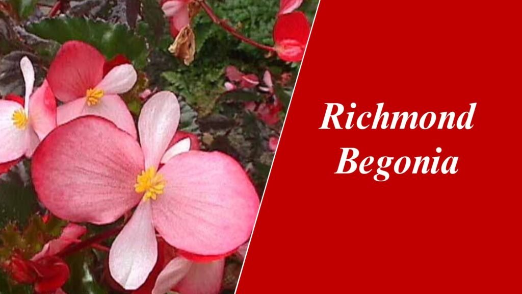 Richmond Begonia Plant