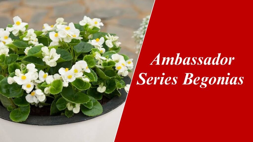 Ambassador Series