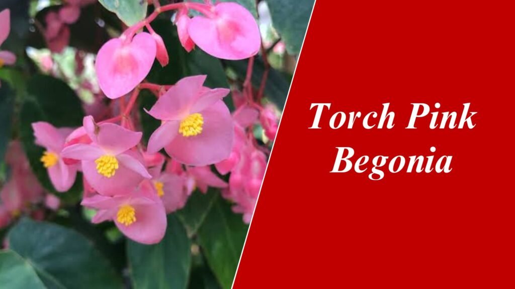 Torch Pink Begonia