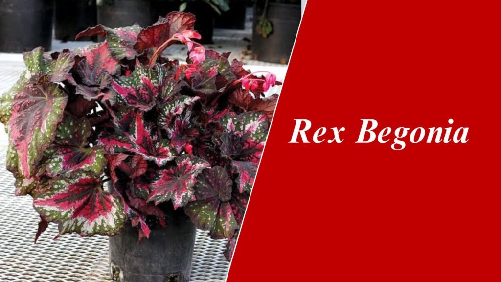 Rex Begonia