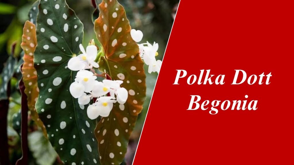 Polka Dott Begonia