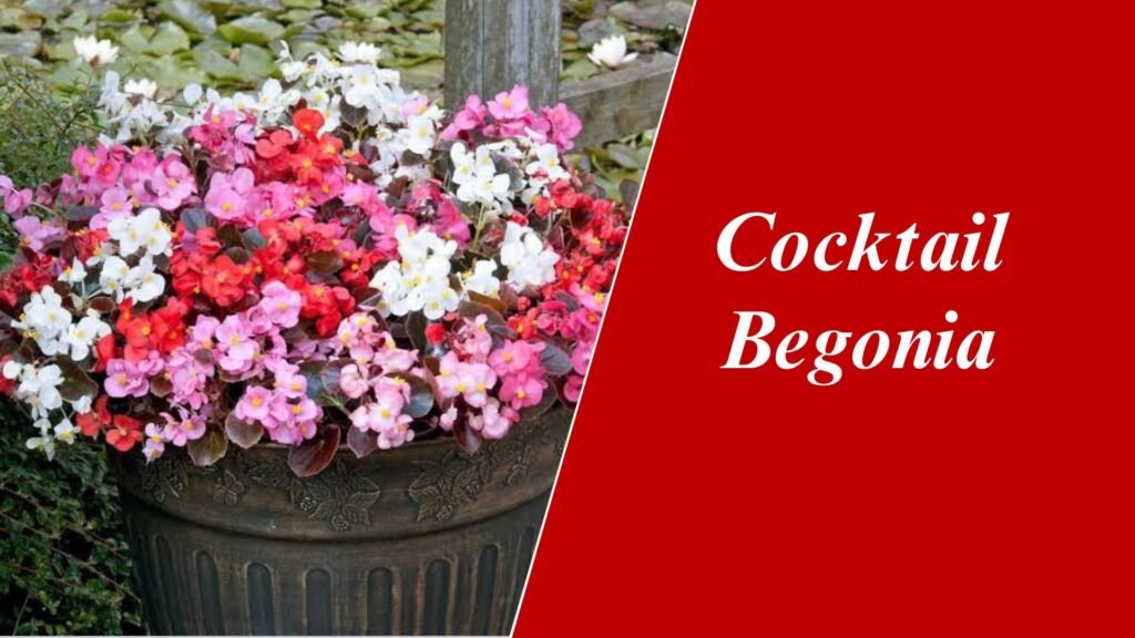 Cocktail Begonia