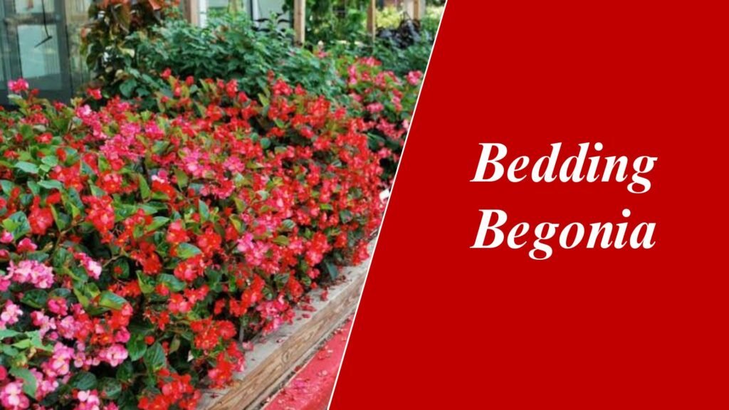 Bedding Begonia