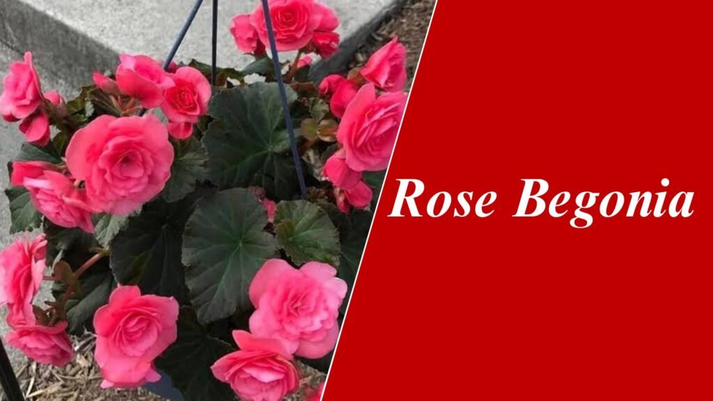 Rose Begonia/ Dusty Rose