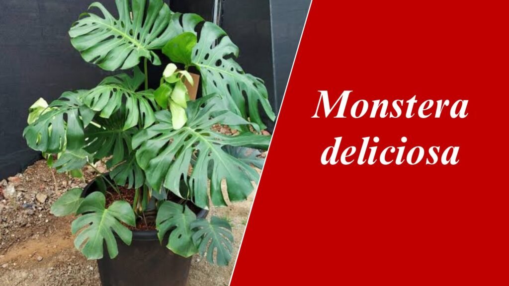 Monstera deliciosa