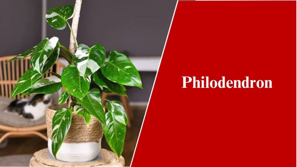 Philodendron