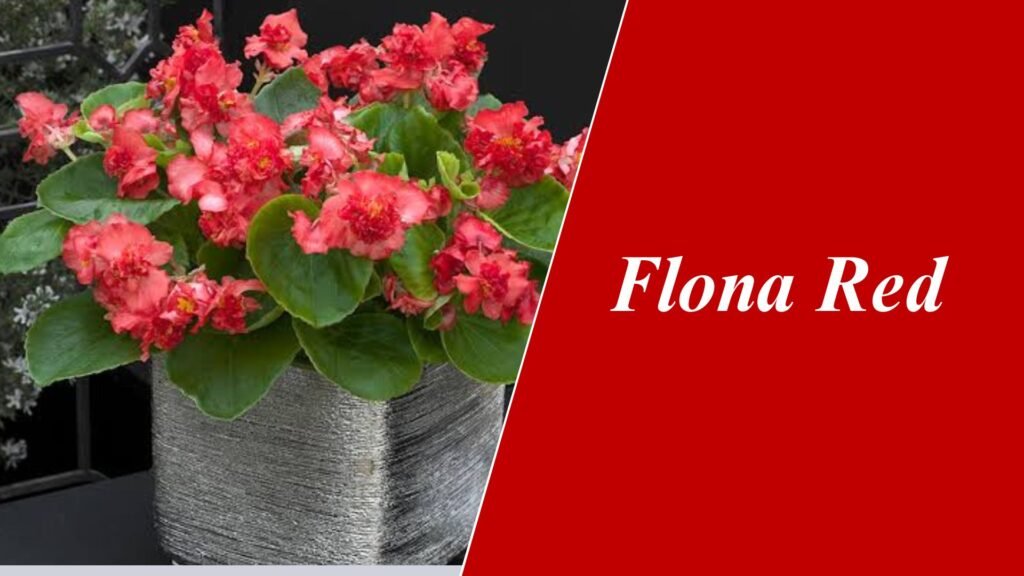 Flona Red Begonia