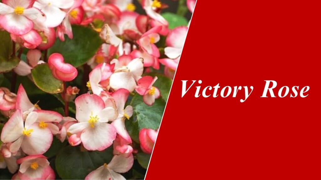 Victory Rose Begonia