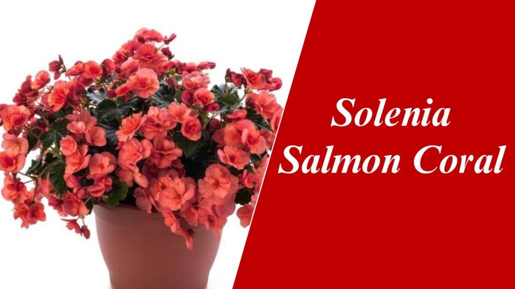 Solenia Salmon Coral