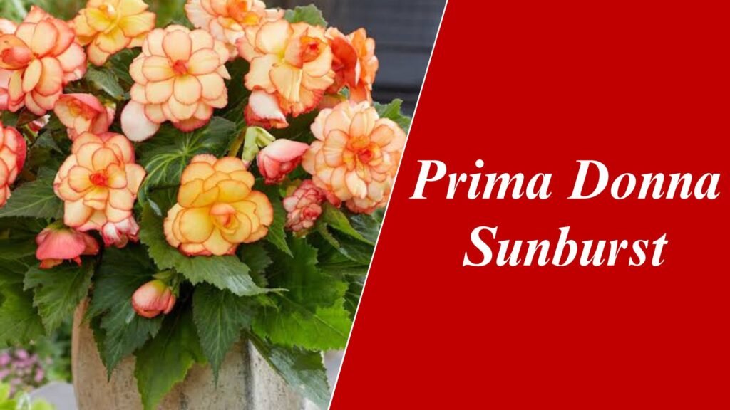 Prima Donna Sunburst