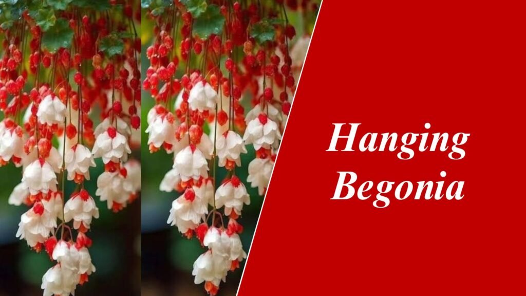 Hanging Begonia
