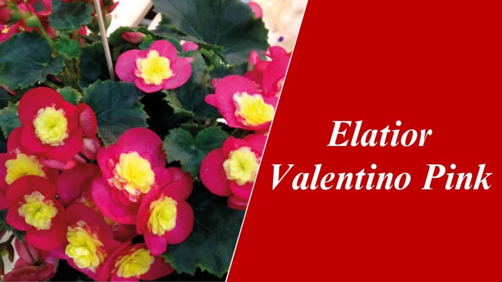 Elatior Valentino Pink
