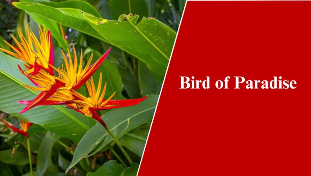 Bird of Paradise