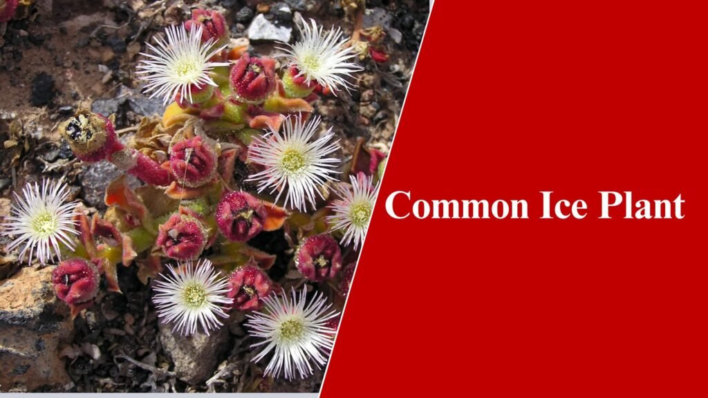 Common Ice Plant