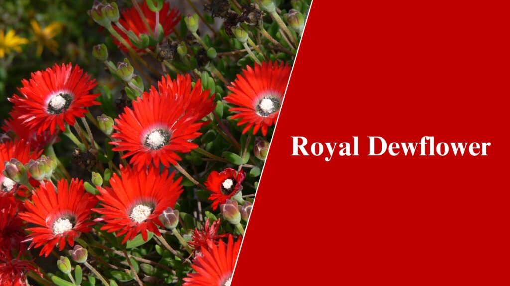 Royal Dewflower