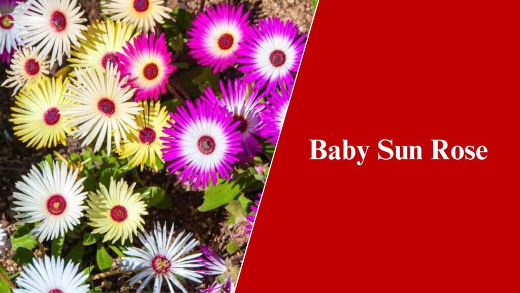 Baby Sun Rose