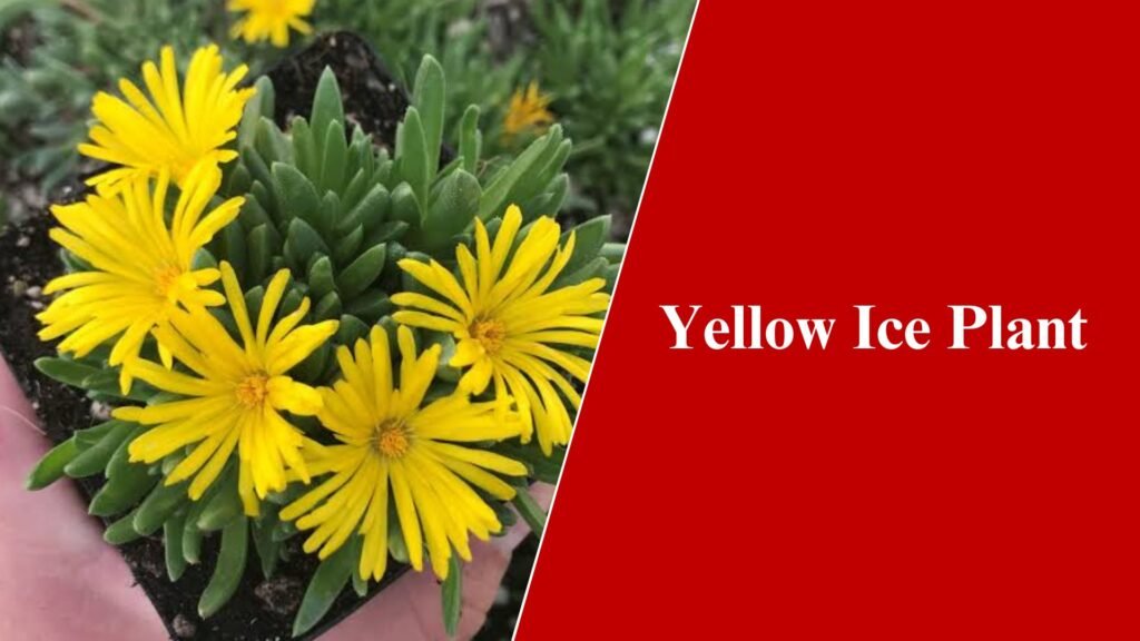 Hardy Yellow Ice Plant