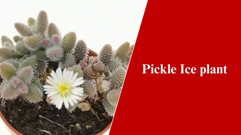 Pickle Ice Plant