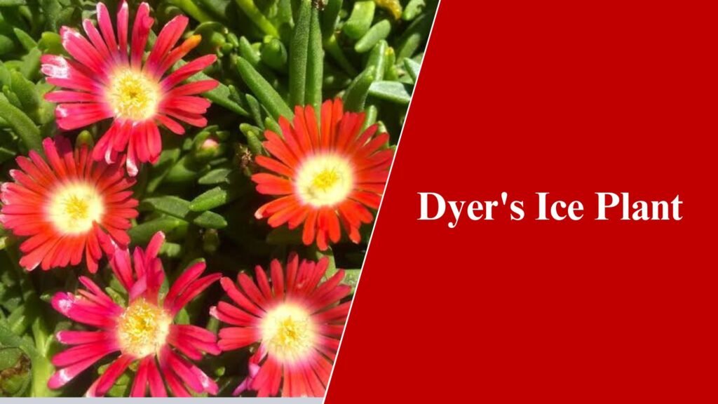 Dyer's Ice Plant