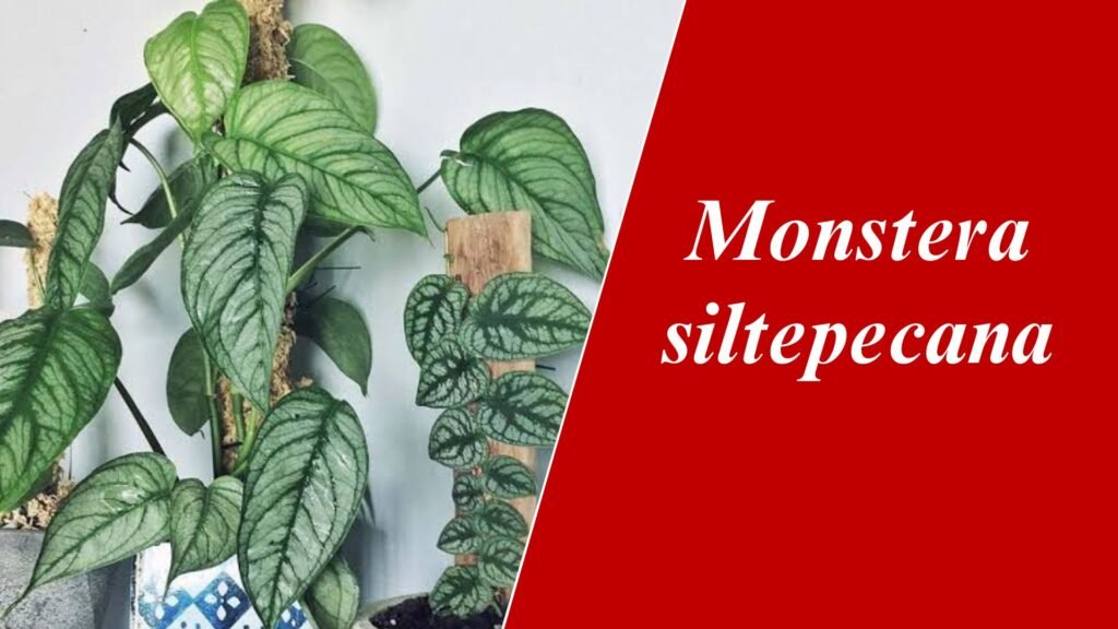 Monstera siltepecana