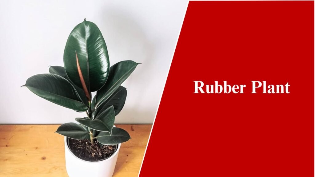 Rubber Plant