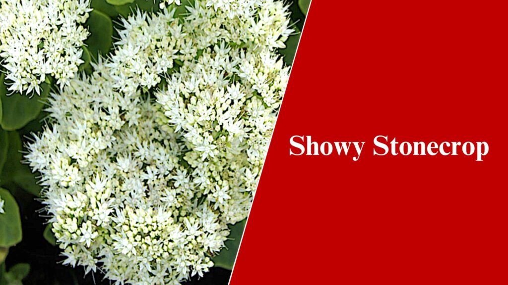 Showy Stonecrop