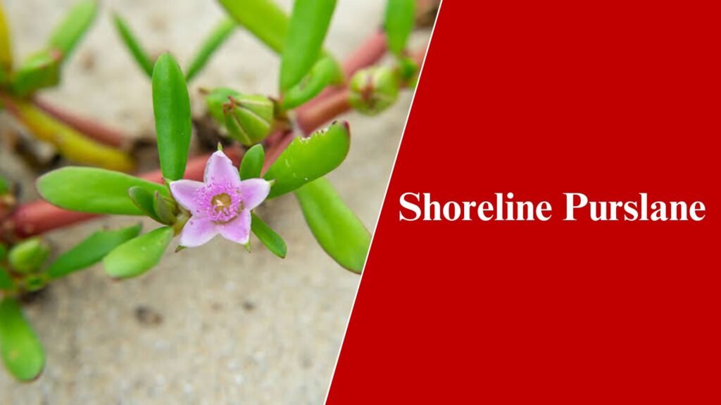 Shoreline Purslane