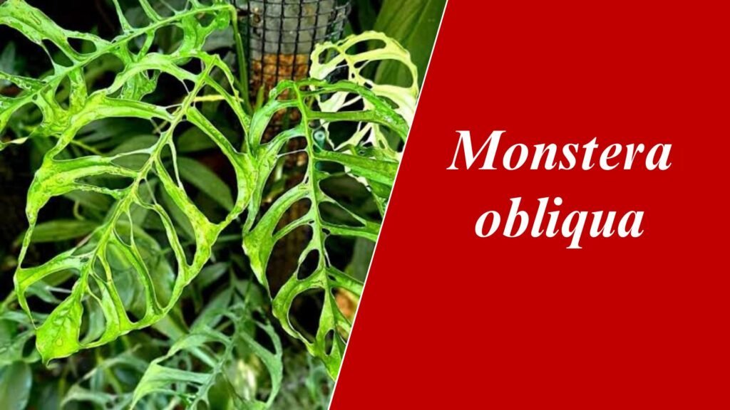 Monstera obliqua