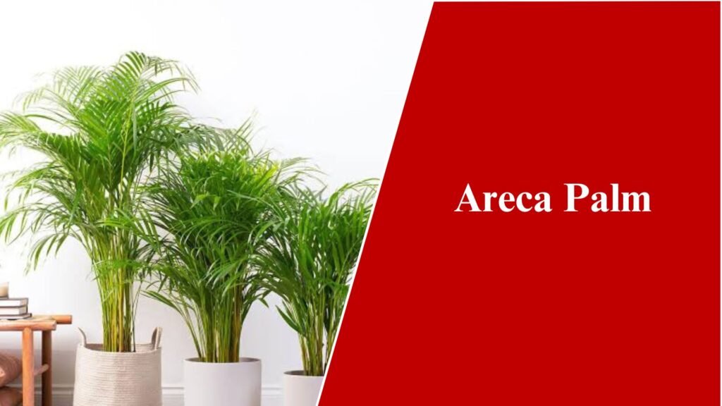 Areca Palm