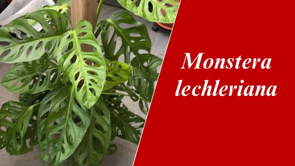 Monstera lechleriana