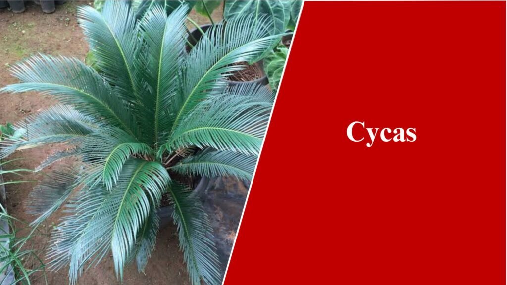 Cycas