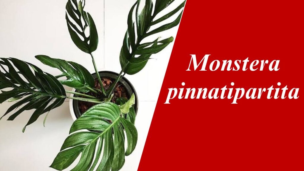 Monstera pinnatipartita