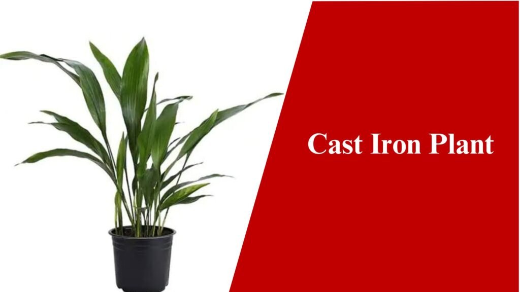 Cast Iron Plant