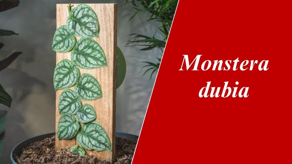 Monstera dubia 