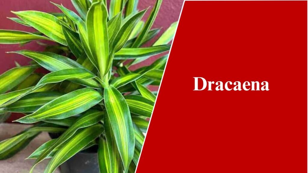 Dracaena