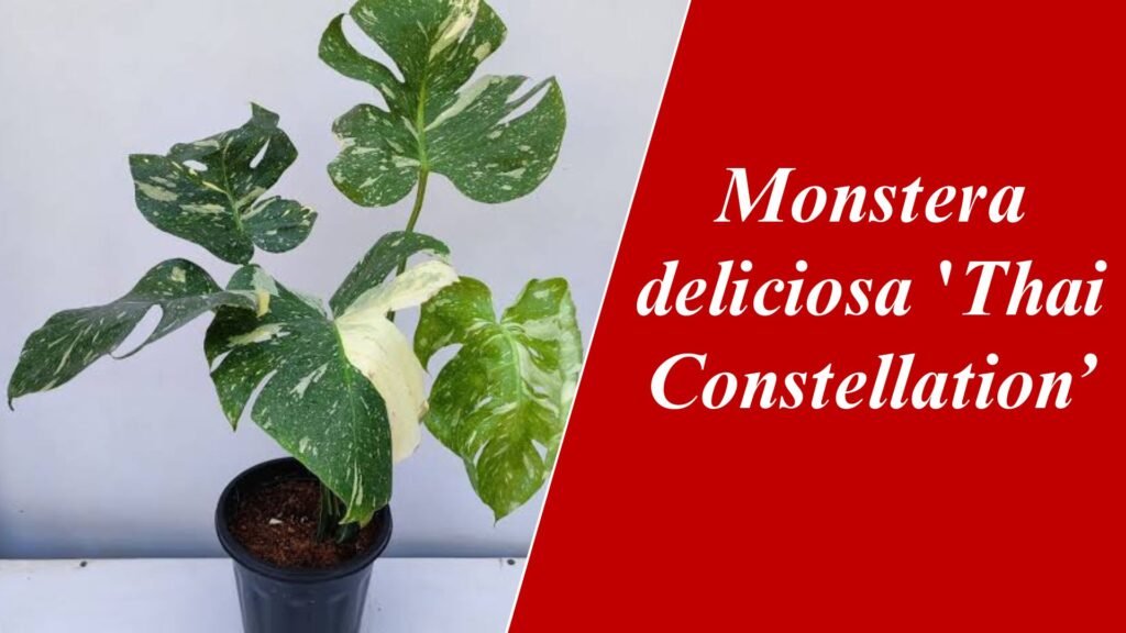 Monstera deliciosa 'Thai Constellation’