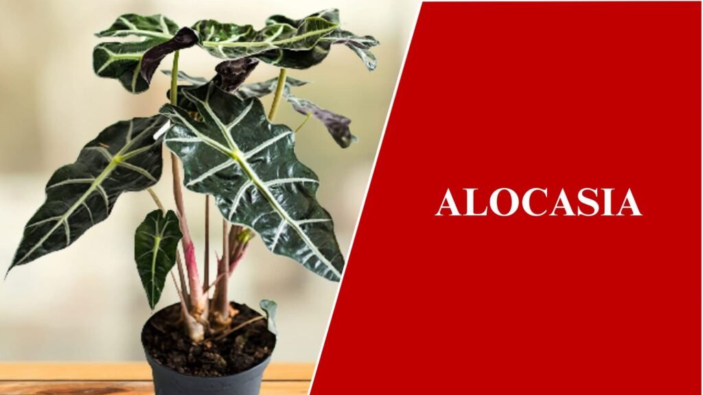 Alocasia