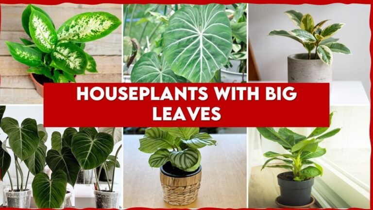 15 Types of Houseplants With Big Leaves